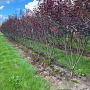 Prunus cistena 150-175 cm draadkluit meerstammig 80-100 breed