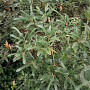Quercus hispanica 'Waasland' 6-8 HO 10L Leivorm 180 cm stam