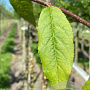 Prunus serrula 20-25 HO draadkluit 3 X verplant