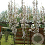 Prunus ser. 'Amanogawa' 12-14 HO container