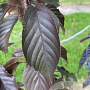 Prunus ser. 'Royal Burgundy' 125-150 cm draadkluit meerstammig