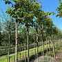 Prunus ser. 'Ukon' 12-14 HO draadkluit 3 X verplant