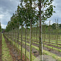 Prunus 'Umineko' 18-20 HO draadkluit verplant