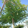 Quercus palustris 14-16 HO draadkluit dakvorm 240 cm stam
