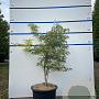 Acer pal. 'Dissectum' 80-100 cm 20L