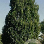 Quercus rob. 'Fastigiate Koster' 10-12 HO 45L geveerd