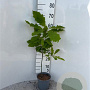 Quercus rubra 40-60 cm 2,0L