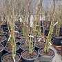 Albizia julibrissin 150-175 cm 35L najaarspotting