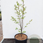Amelanchier 'Ballerina' 60-80 cm 15L najaarspotting