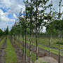 Betula nigra 10-12 HO draadkluit