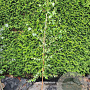Betula pendula 200-250 cm 7,5L Gestokt