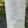 Betula pendula 35-40 HO draadkluit