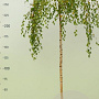 Betula p. 'Youngii' 200 cm stam 20L 8-10