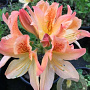 Rhododendron (AM) 'Alice de Stuers' 20-30 cm 2,0L