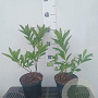 Rhododendron (AK) 'Golden Flare' 20-30 cm 2,0L