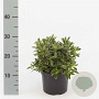 Rhododendron (AJ) 'Hot Shot' 20-25 cm 2,0L