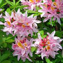 Rhododendron (AO) 'Irene Koster' 20-30 cm 2,0L