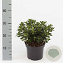 Rhododendron (AJ) 'Kermesina' 20-25 cm 2,0L