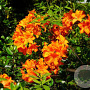 Rhododendron (AM) 'Koningin Emma' 30-40 cm 5,0L