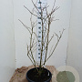 Chionanthus virginicus 125-150 cm 35L solitair