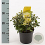 Rhododendron 'Princess Anne' 20-25 cm 2,0L