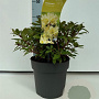Rhododendron 'Princess Anne' 25-30 cm 4,0L