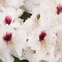 Rhododendron (AM) 'Prinses Máxima' 20-30 cm 2,0L 3 tak