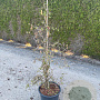 Corylus a. 'Contorta' 100-125 cm 20L