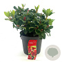 Rhododendron (F) 'Scarlet Wonder' 25-30 cm 4,0L