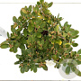 Rhododendron 'Shamrock' 25-30 cm 3,0L