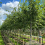 Crataegus monogyna 18-20 HO draadkluit verplant