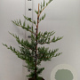 Cupressocyparis leylandii 60-80 cm 3,0L
