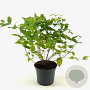 Rhodotypos scandens 30-40 cm 3,0L