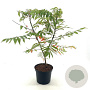 Rhus glabra 60-65 cm 5,0L