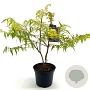 Rhus typhina Tiger Eyes 30-40 cm 5,0L