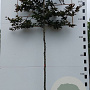 Fagus syl. 'Atropunicea' 10-12 HO 45L lei 150x150 200 cm stam