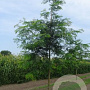 Gleditsia triacanthos inermis 18-20 HO draadkluit
