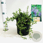 Rosmarinus off. 'Capri' 25-30 cm 2,0L