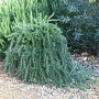Rosmarinus off. 'Capri' 25-30 cm 2,5L