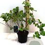 Rubus 'Benenden' 40-50 cm 3,0L