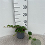Rubus 'Betty Ashburner' 25-30 cm C1.3