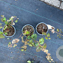 Rubus tricolor 30-40 cm C1.3