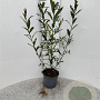 Salix alba 30-40 cm 2,0L