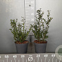 Ilex crenata 'Caroline Upright' 30-40 cm 3,0L