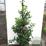 Ilex 'Nellie R. Stevens' 125-150 cm 20L