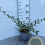 Salix aurita 15-20 cm 2,0L