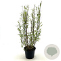 Salix babylonica 'Tortuosa' 30-40 cm 3,0L