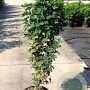 Laburnum anagyroides 175-200 cm 7,5L Gestokt