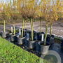 Salix babylonica 'Tortuosa' 80 cm stam cont. 70L
