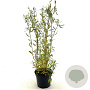 Salix 'Erythroflexuosa' 25-30 cm 3,0L
